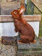 Nieuw-Zeelander konijn., Dieren en Toebehoren, Konijnen, Mannelijk, Middelgroot, 0 tot 2 jaar