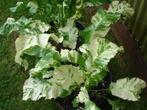 Mierikswortel plant - eetbare pittige wortel en blad, Volle zon, Ophalen of Verzenden, Zomer, Groenteplanten