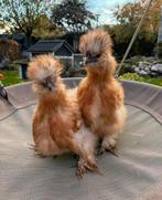 GRATIS Prachtige USA zijdehoen, Dieren en Toebehoren, Pluimvee, Mannelijk, Kip