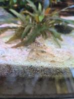 Mini-Japonica garnalen, Kreeft, Krab of Garnaal, Zoetwatervis, Schoolvis