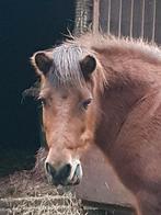 Verzorger/Bijrijder gezocht, Dieren en Toebehoren, Paarden en Pony's | Overige Paardenspullen, Ophalen