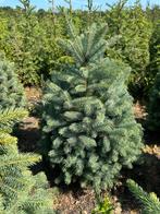 Kerstbomen, Tuin en Terras, Ophalen, Volle zon, Overige soorten, Minder dan 100 cm