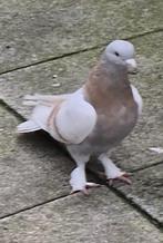 Takla oyun kusu erkek, Dieren en Toebehoren, Vogels | Duiven