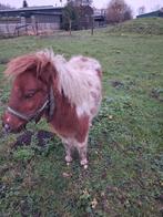 Hengst te koop, Dieren en Toebehoren, Pony's, 0 tot 2 jaar, Hengst, Gechipt, B pony (1.17m tot 1.27m)