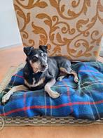 ACE: Maggui is rustig maar op tijd nog lekker speels, opv NL, Dieren en Toebehoren, 6 jaar of ouder, Particulier, Rabiës (hondsdolheid)