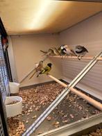 Te koop verschillende tropische vogels zie beschrijving, Meerdere dieren, Tropenvogel, Geringd