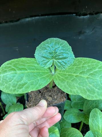 Courgette planten verschillende soorten BIOLOGISCH  beschikbaar voor biedingen