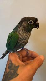 Tamme pyrrurha groenwang parkiet + garantie, Dieren en Toebehoren, Mannelijk, Parkiet, Geringd