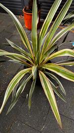 Yucca Gloriosa, Ophalen, Zomer, Overige soorten, Volle zon