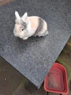 Leuk konijn te koop, Dieren en Toebehoren, Konijnen, Mannelijk, Dwerg, 0 tot 2 jaar