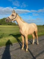 Prachtige 2-jarige Palomino ruin (Krem x Scandic), Dieren en Toebehoren, Paarden, Ruin, Dressuurpaard, 0 tot 2 jaar, 160 tot 165 cm