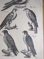 Oude Prent Roofvogels, Verzamelen, Foto's en Prenten, Verzenden, 1960 tot 1980, Gebruikt