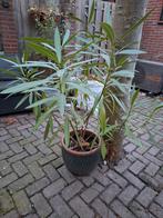 Oleander zonder pot, Volle zon, Vaste plant, Zomer, Ophalen
