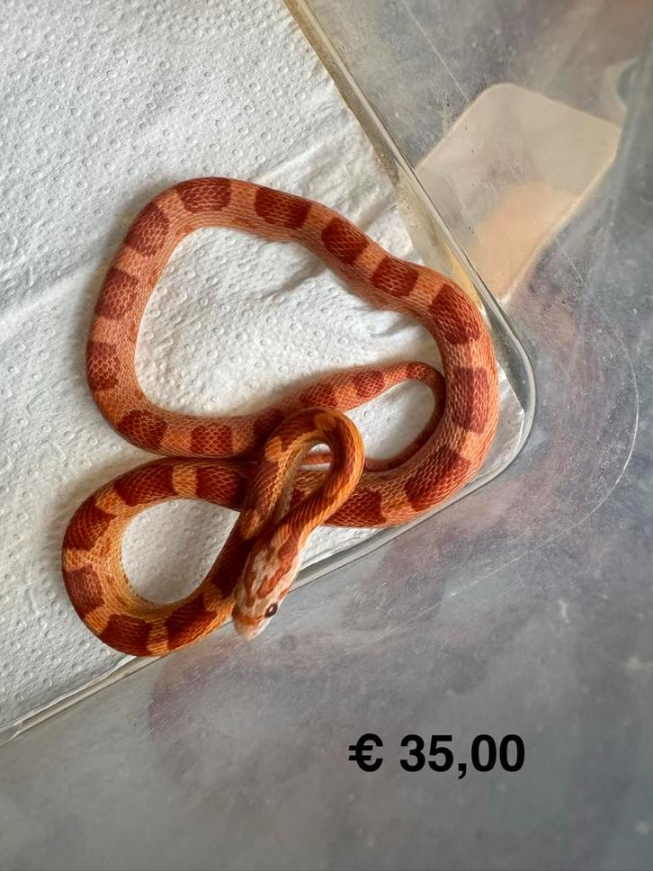 Nakweek 2025 korenslangen