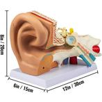 5 Keer Vergroot Menselijk Oor Anatomie, Diversen, Schoolbenodigdheden, Niet ingevuld, Niet ingevuld, Nieuw, Ophalen of Verzenden