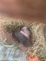 Baby Gerbil's, Dieren en Toebehoren, Knaagdieren, Mei, Meerdere dieren, Overige typen