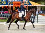 Instructie aangeboden, Diensten en Vakmensen, Dieren | Paarden | Verzorging, Oppas en Les, Paardrijles of Ponykampen