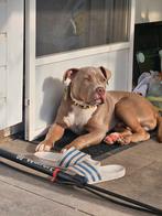 Bully xxl aangeboden, 15 weken tot 1 jaar, Eén hond, Nederland, Particulier
