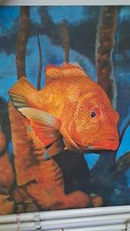 Als een vis in het water, Antiek en Kunst, Kunst | Schilderijen | Modern, Ophalen