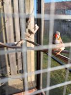 Zebravinken, Dieren en Toebehoren, Meerdere dieren, Tropenvogel