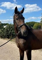 Talentvolle 3 jarige KWPN Desperado merrie, Dieren en Toebehoren, Merrie, Gechipt, Dressuurpaard, Zadelmak