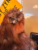 Prachtig geprepareerde zijdehoen, Ophalen of Verzenden, Zo goed als nieuw, Paard, Beeldje of Figuurtje