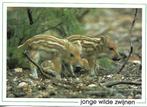 Dieren- -Jonge wilde zwijnen., Verzenden, 1980 tot heden, Gelopen, Overige thema's