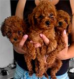 Prachtige toypoedel toy poedel pups mini donker rood, Dieren en Toebehoren, Honden | Chihuahua's en Gezelschapshonden, Poedel
