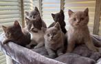 Brits korthaar kittens met stamboom allen gereserveerd, Meerdere dieren, Gechipt, 0 tot 2 jaar