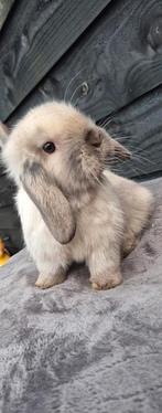 Iieve minilops te koop, Meerdere dieren, Dwerg