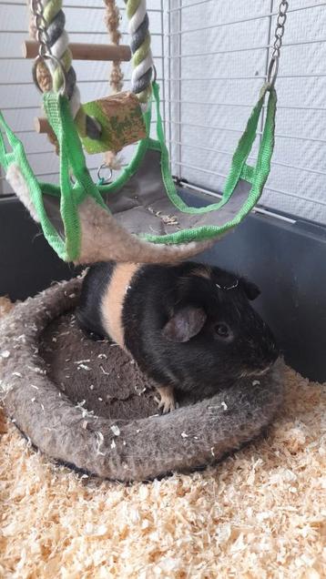 2 cavia's lang en kortharige, twee jongens Incl. Kooi beschikbaar voor biedingen