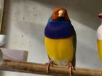 Koppels gouldamadines, Dieren en Toebehoren, Vogels | Overige Vogels, Meerdere dieren