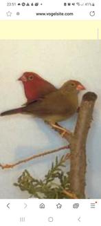 Gezocht: koppeltje vuurvinken, Dieren en Toebehoren, Vogels | Overige Vogels, Meerdere dieren, Tropenvogel