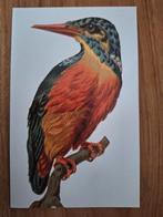 Dieren - Vogel - IJsvogel, Ophalen of Verzenden, Ongelopen, Vogel
