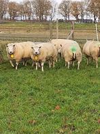 Texelaar ooien Te Koop, Dieren en Toebehoren, Schapen, Geiten en Varkens, Vrouwelijk, Schaap