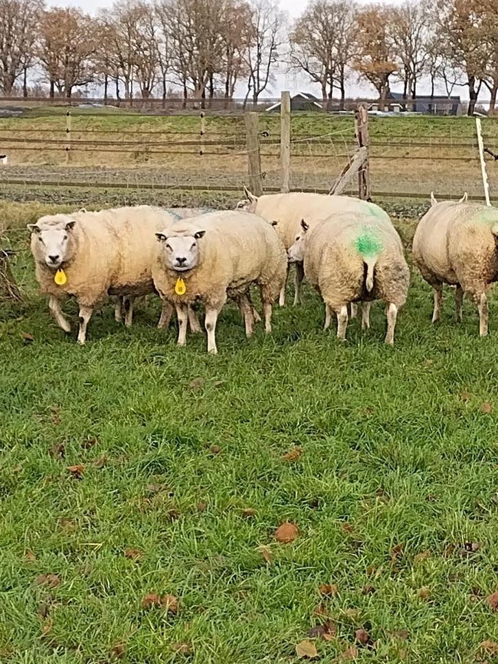 Texelaar ooien Te Koop, Dieren en Toebehoren, Schapen, Geiten en Varkens, Schaap, Vrouwelijk