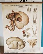 Zweedse schoolplaat Herkauwers (magen, uiers, hoorns), Ophalen of Verzenden, Natuur en Biologie