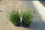 Lavendel hidcote 2 literpot €3,= 2 voor €5,=, Ophalen, Zomer, Overige soorten, Volle zon