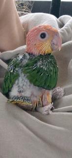 Roestkop Caique, Dieren en Toebehoren, Geslacht onbekend, Papegaai