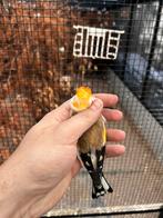 Majoor putters witkop 2025, Dieren en Toebehoren, Meerdere dieren, Wildzangvogel