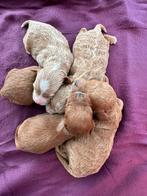 Prachtige MALTIPOO f1b, nu bezoeken en reserveren, Dieren en Toebehoren, Honden | Chihuahua's en Gezelschapshonden, Overige rassen