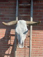 Schedel decoratie, Ophalen, Gebruikt