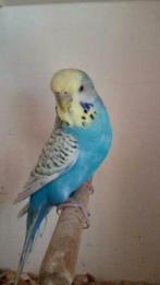 Jonge aan handen gewende en zelfstandige Grasparkieten, Dieren en Toebehoren, Meerdere dieren, Papegaai, Tam