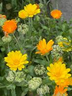Zaden goudsbloem laag, mix oranje/geel, Tuin en Terras, Bloembollen en Zaden, Ophalen of Verzenden, Voorjaar, Volle zon, Zaad