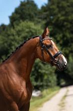 Stoere 14 jarige Allrounder, Dieren en Toebehoren, Paarden, Gechipt, Ruin, M, Dressuurpaard