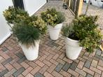 Witte, ronde kunststof plantenbakken incl. beplanting, Tuin, Kunststof, Rond, Minder dan 60 cm