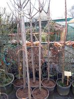 Catalpa bign. Nana 150 cm   Bol Catalpa in pot, Tuin en Terras, In pot, Volle zon, Bloeit niet, Bolboom