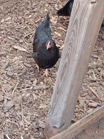 australorps, Dieren en Toebehoren