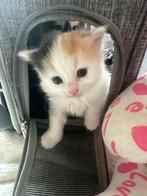 Kitten te koop, Dieren en Toebehoren, Meerdere dieren
