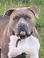 OPEN FOR STUD AMERICAN STAFFORD DEKREU, Dieren en Toebehoren, Rabiës (hondsdolheid), Reu, 1 tot 2 jaar, Eén hond